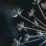 Frozen flower in blue tone, very shallow focus